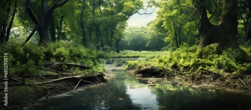 lush vegetation surrounding a muddy brook copy space image