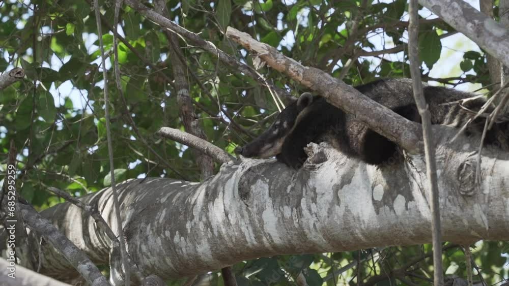 South American coati, Nasua nasua, also ring tailed coati, relaxing on a branch of thick tropical tree in the swamp area of the Pantanal in Brazil South American coati, Nasua nasua, also ring tailed coati, relaxing on a branch of thick tropical tree in the swamp area of the Pantanal in Brazil