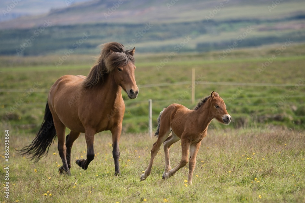 Obraz premium horses in the meadow