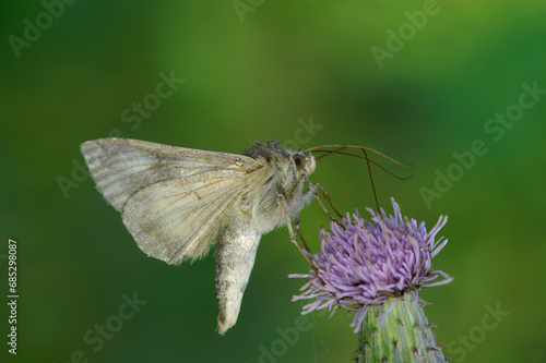 Closeup on a Silver-Y moth, Autographa gamma,drinking nectar from a purple thistle flower