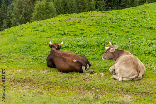cows lying on alpine pasture © Ladislav_Zemanek
