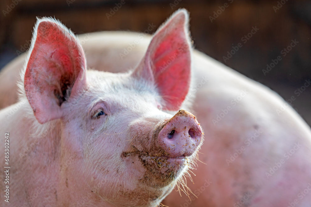 Schwein - Allgäu - Ferkel - Schnauze - Kopf Schwein - Allgäu - Ferkel - Schnauze - Kopf