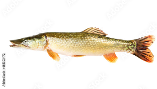 Pike Isolated on White Background, Cut Out 