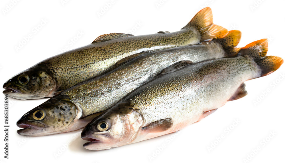 Trouts isolated on white background, cutout Trouts isolated on white background, cutout