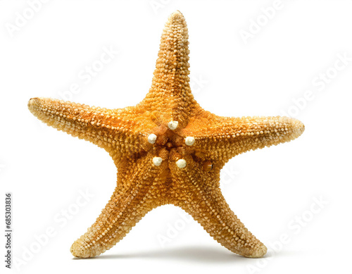 Starfish Isolated on White Background, Cut Out 