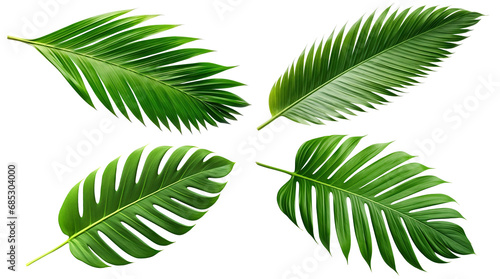 Set of tropical green palm leaves cut out photo