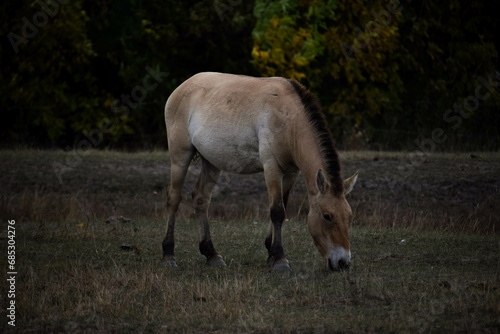 horse in the field