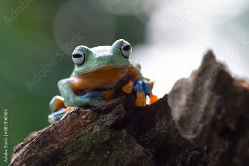 Green tree flying frog sitting in the wood photo