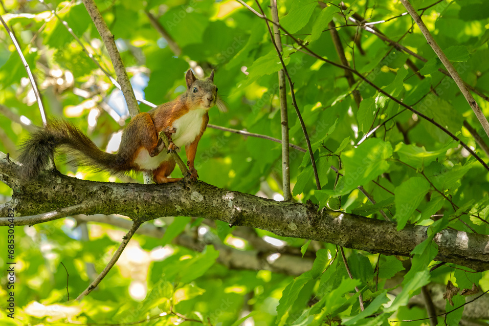 close-up of a squirrel sitting on a branch