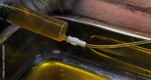 Emptying the bladder using a urinary catheter in a dog. The veterinarian inserted a catheter into the dog's salt-clogged urethra. The veterinarian drains the urine from the bladder using a syringe. photo