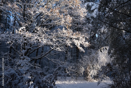 Beautiful winter scenery of forest around Straszynskie Lake in Kashubia, Poland