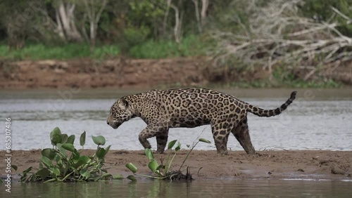 Jaguar, Panthera onca, a big solitary cat native to the Americas, hunting along the river banks of the Pantanl, the biggest swamp area of the world, near the Transpantaneira in Porto Jofre in Brazil. photo
