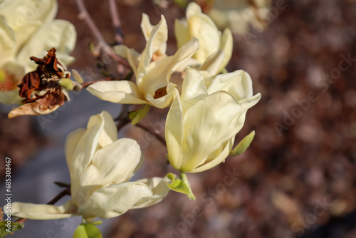 Die gelblichen Blüten einer Tulpen Magnolie im Frühjahr.
 photo