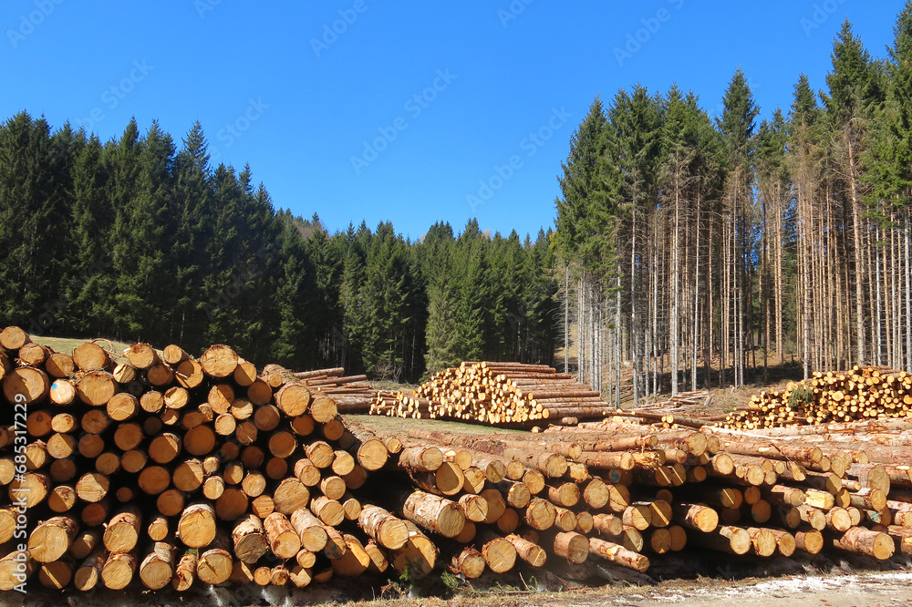 logs cut in the coniferous forest for the lumber and construction industry