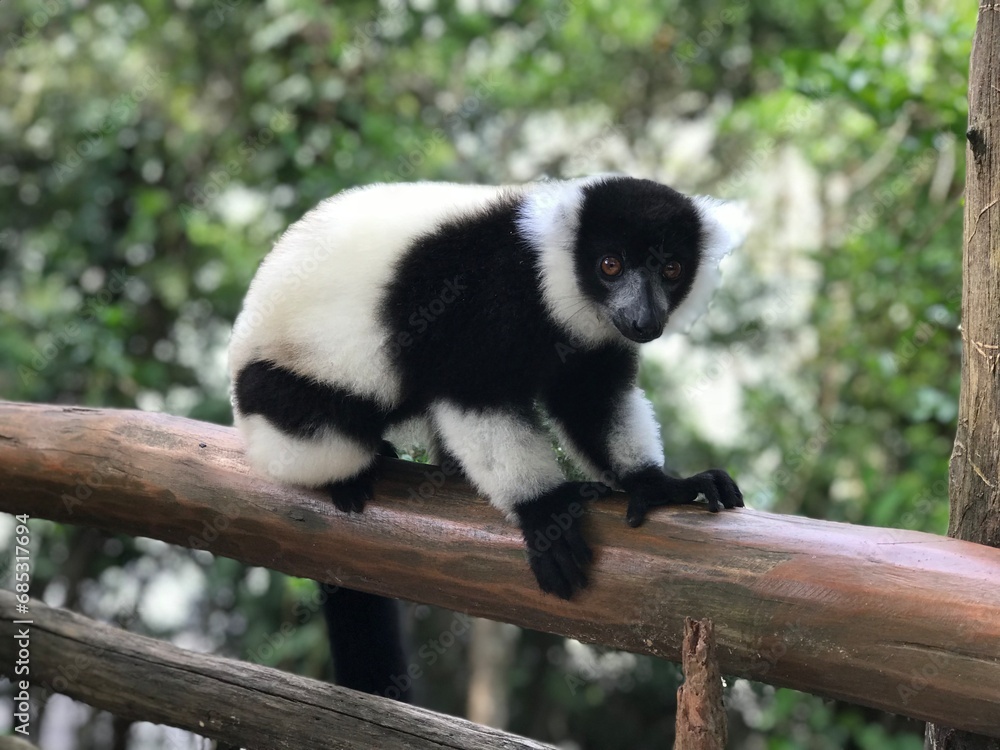 Obraz premium Lémuriens