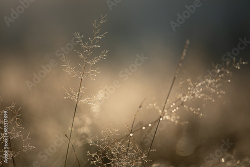 dew on the grass © Sieku Photo