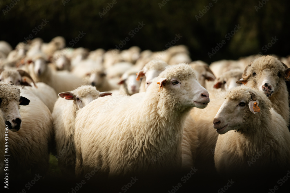 sheep and lambs - obrazy, fototapety, plakaty 