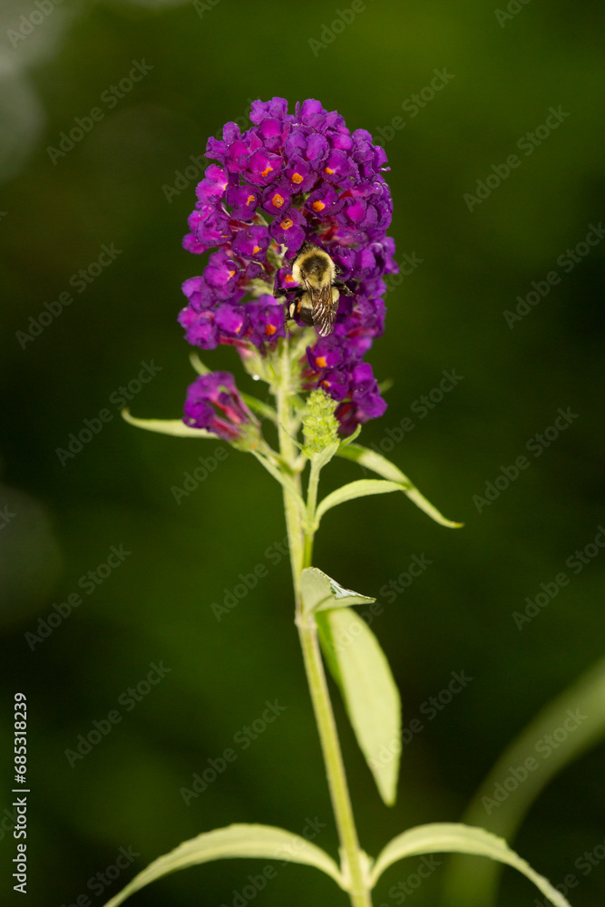 Bumblebee on purple flowers of butterfly bush in Connecticut. Bumblebee on purple flowers of butterfly bush in Connecticut.