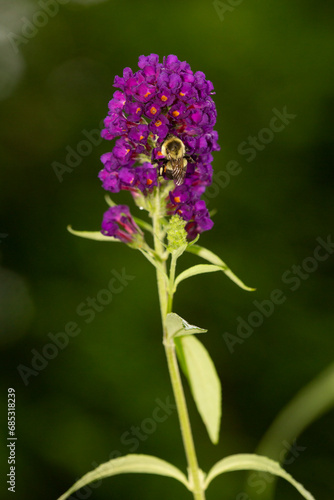 Bumblebee on purple flowers of butterfly bush in Connecticut. photo