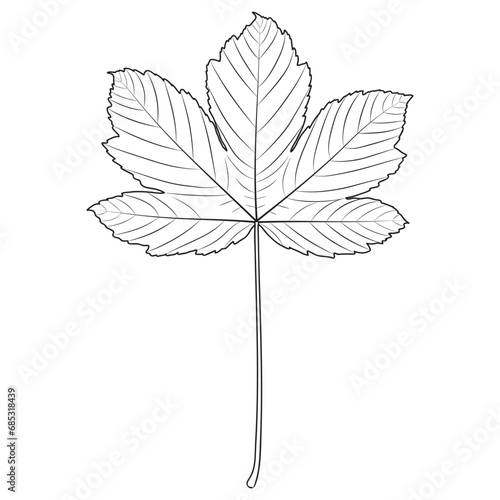 Sycamore maple tree leaf outline, silhouette, vector illustration. Coloring page