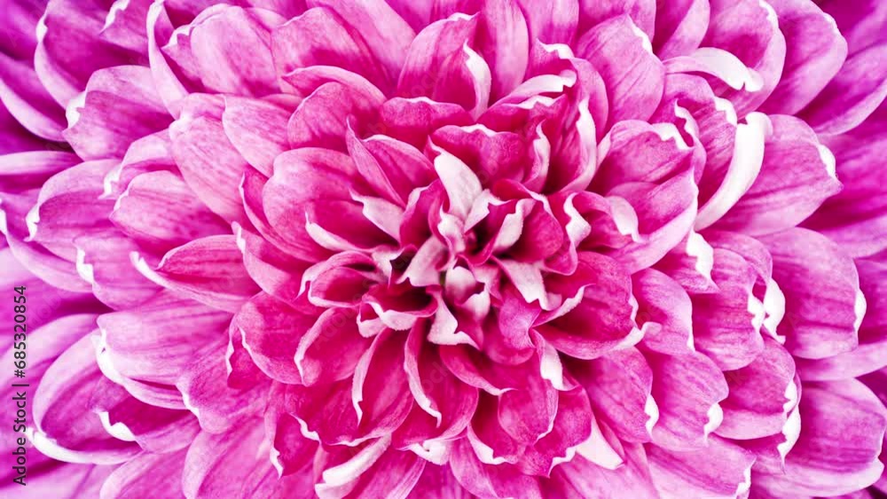 Red Chrysanthemum Flower Moving Petals While Blooming in Time Lapse Close Up Red Chrysanthemum Flower Moving Petals While Blooming in Time Lapse Close Up