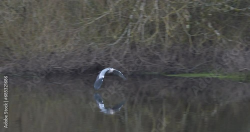 Grey Heron bird flying over river landscape reflections in water slow motion nature photo
