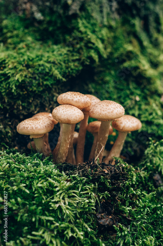 Honey mushrooms grow in the forest during autumn months