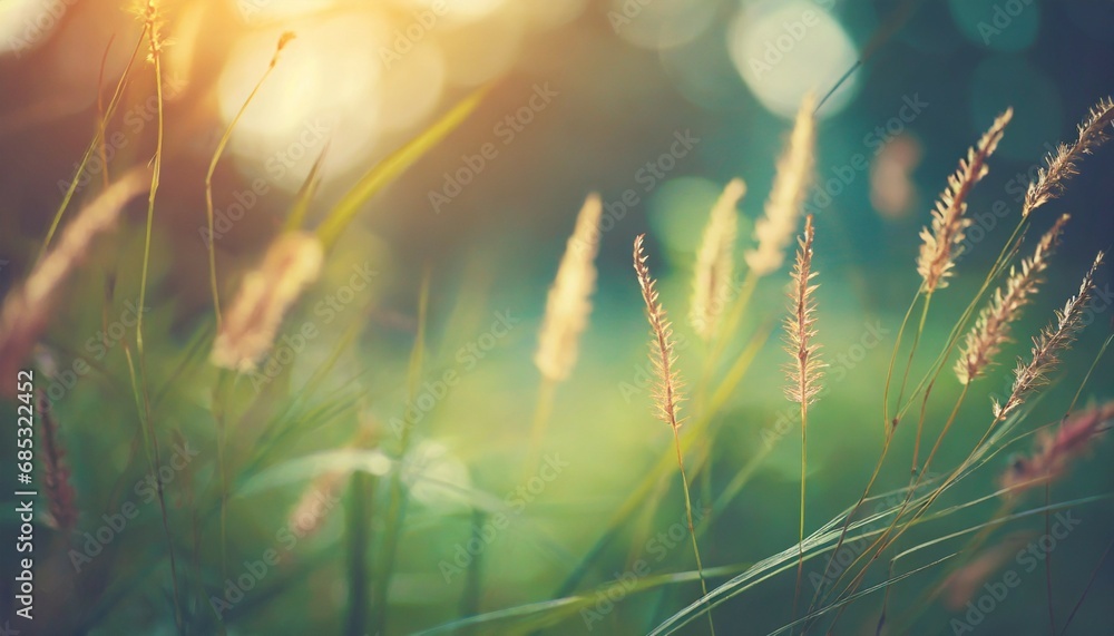 wild grass in the forest at sunset macro image shallow depth of field abstract summer nature background vintage filter