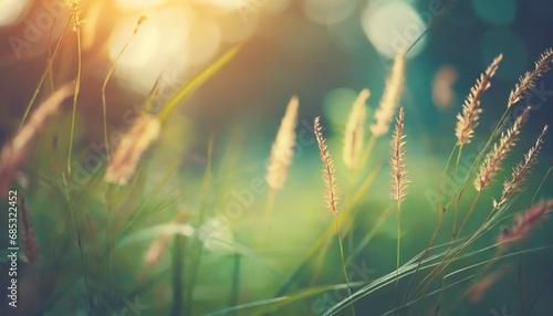 wild grass in the forest at sunset macro image shallow depth of field abstract summer nature background vintage filter photo