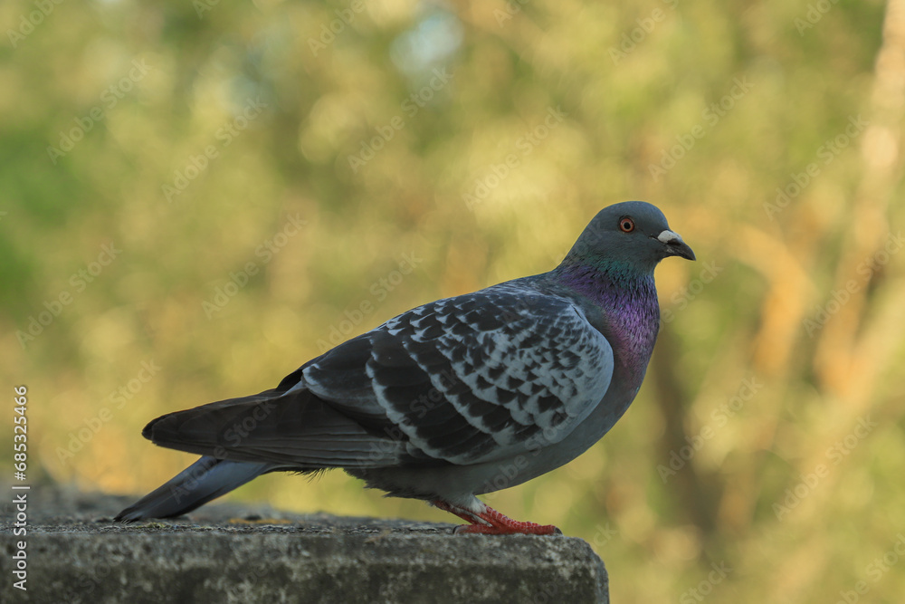 Obraz premium Pigeon on a wall