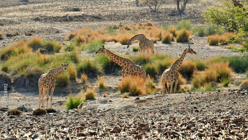 Canvas Print Giraffe in the wild