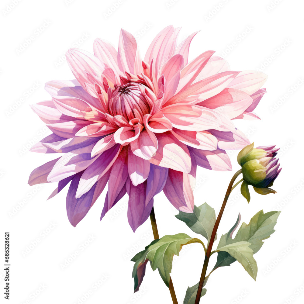 Flowers, Dahlia, watercolor pink flowers on transparent background.