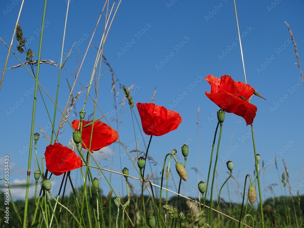 Obraz premium Roter Mohn