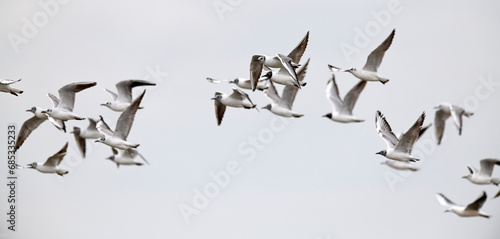 Lachmöwen // Black-headed gulls (Chroicocephalus ridibundus / Larus ridibundus)