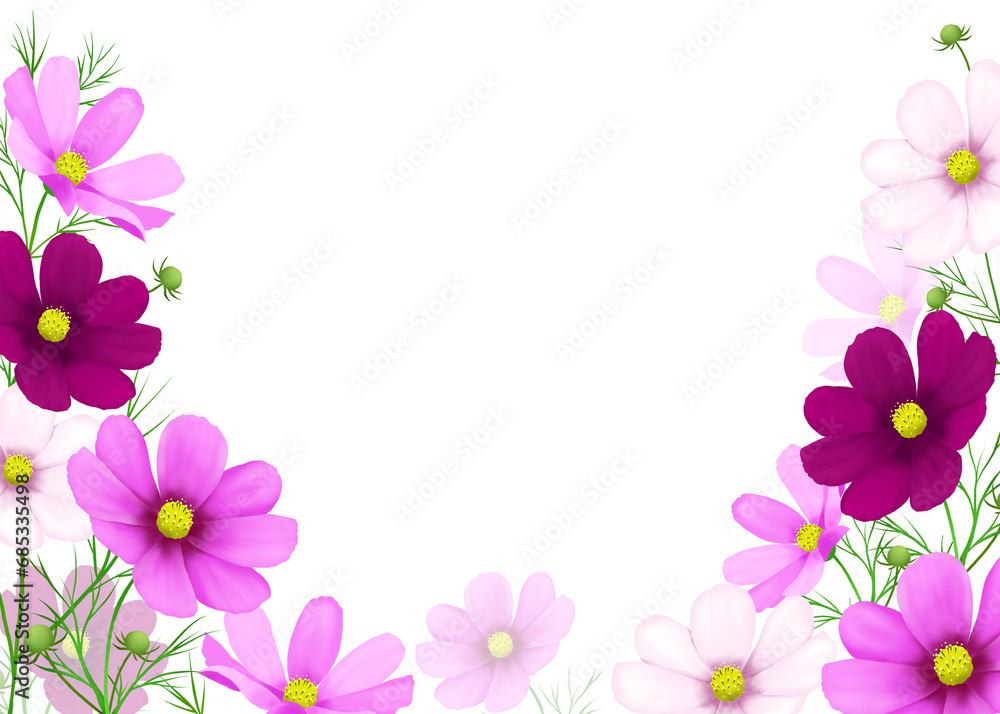 Frame of colorful cosmos flowers on white background 