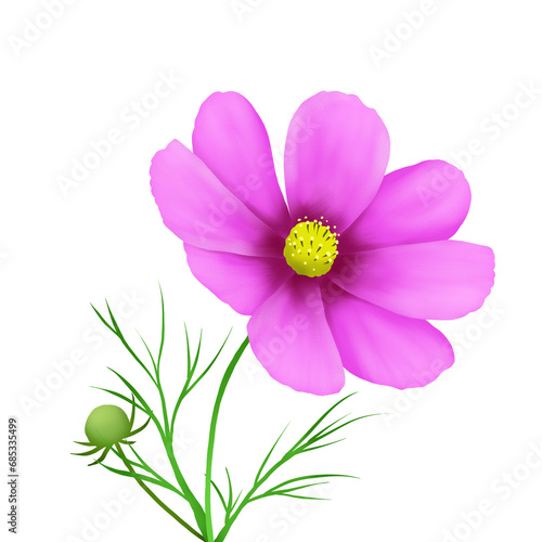 Illustration of single pink cosmos flower