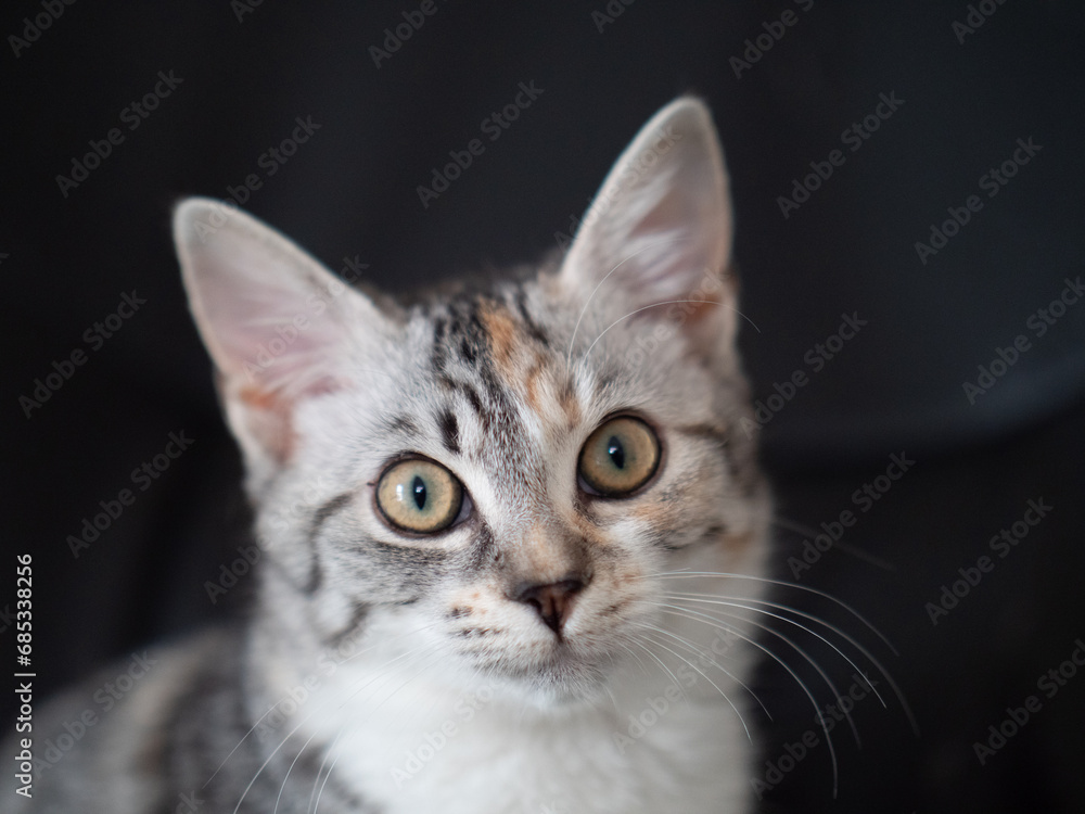 Katzenkind Portrait