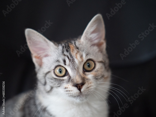 Katzenkind Portrait © SteveMC