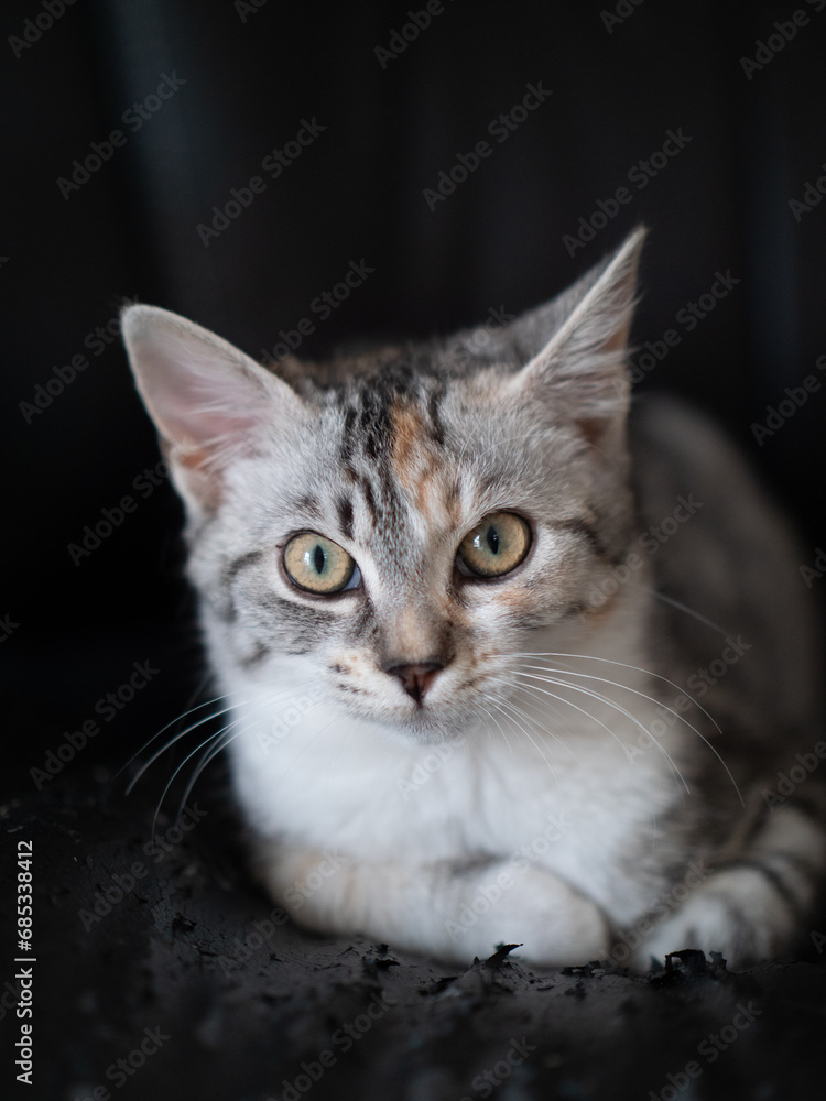 Baby Katze Portrait
