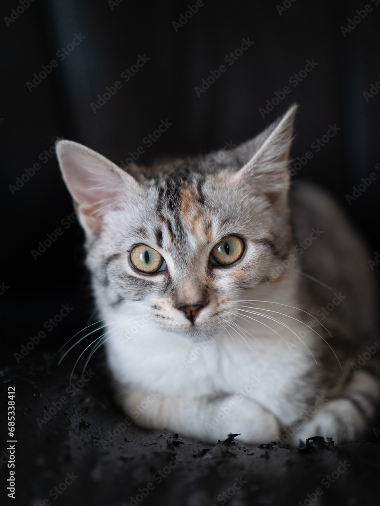 Baby Katze Portrait Baby Katze Portrait