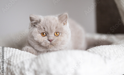 Britisch Kurzhaar Kitten rarität Luxus Katze imposant und edel © Wabi-Sabi Fotografie