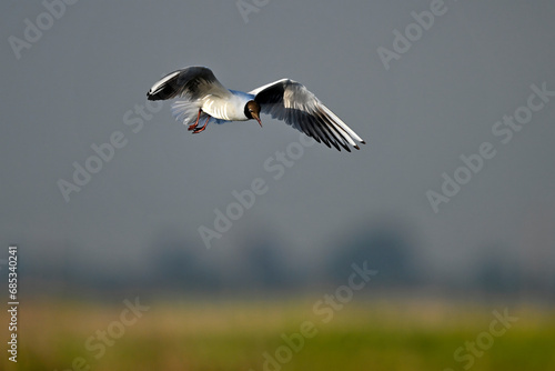 Lachmöwe // Black-headed gull (Chroicocephalus ridibundus / Larus ridibundus)