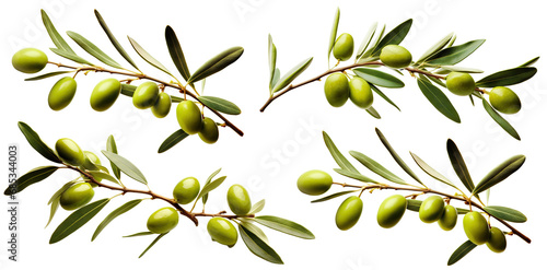 Set of olive branches with ripe and delicious olives, cut out photo