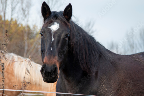 dark brown horse portrait, dark stud looking into camera