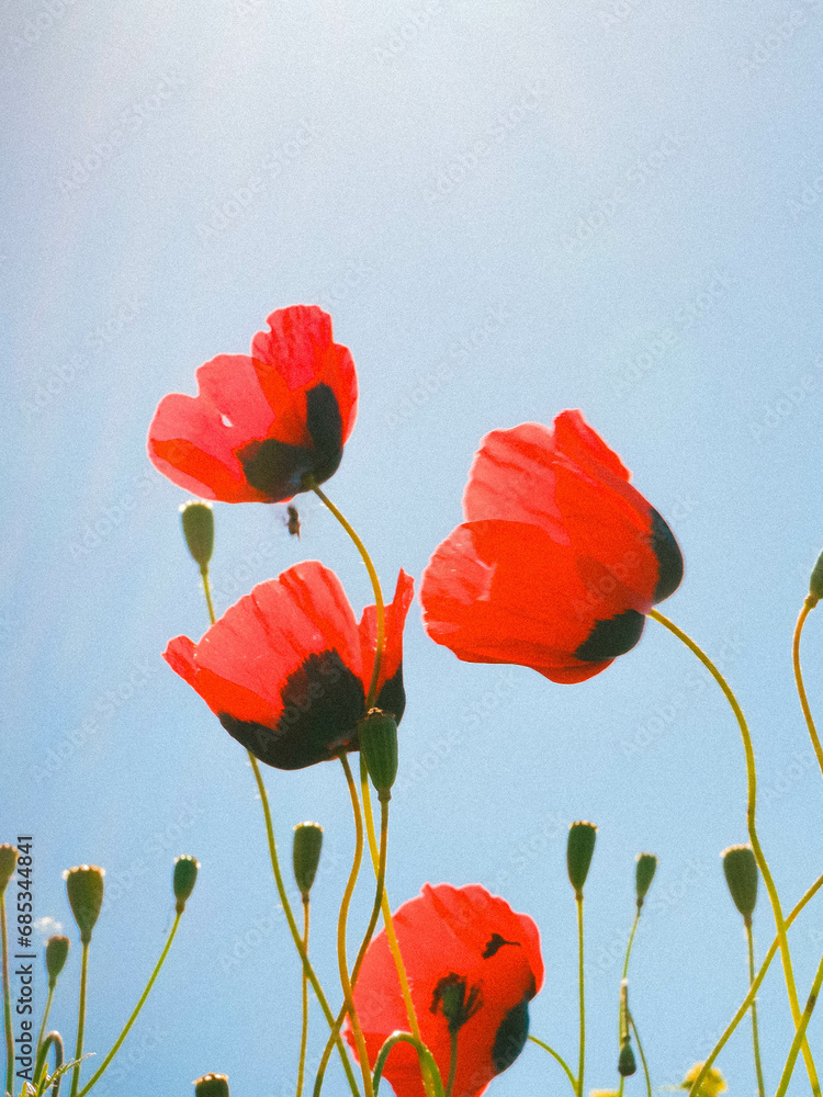 Naklejka premium red poppy flowers in the field