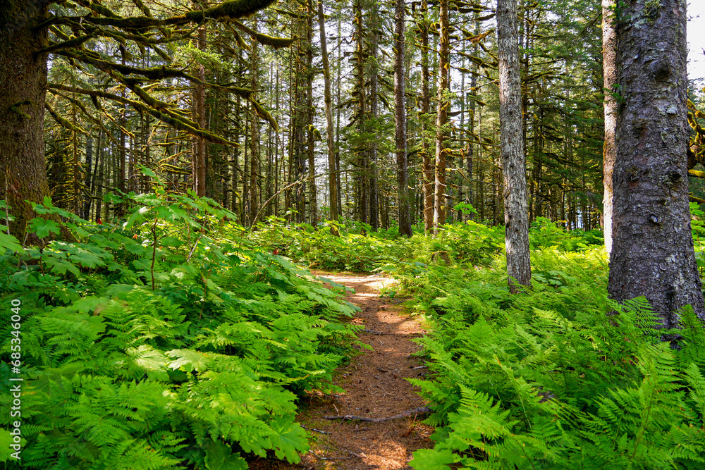 Walking trail passing through a forest of moss-covered Sitka Spruce Trees in the mountains north of the Alaskan capital city Juneau - obrazy, fototapety, plakaty 
