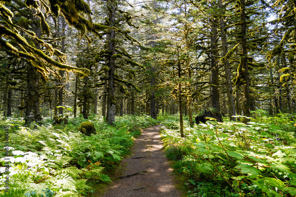 Obraz premium Walking trail passing through a forest of moss-covered Sitka Spruce Trees in the mountains north of the Alaskan capital city Juneau