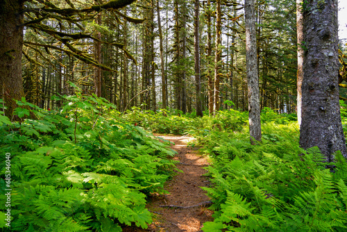 Walking trail passing through a forest of moss-covered Sitka Spruce Trees in the mountains north of the Alaskan capital city Juneau photo