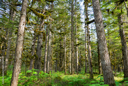 Moss-covered Sitka Spruce Tree in the Tongass Forest in the mountains north of the Alaskan capital city Juneau