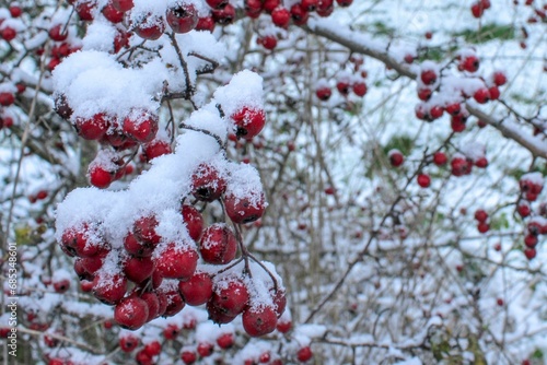 Red berries of hawthorn under the snow